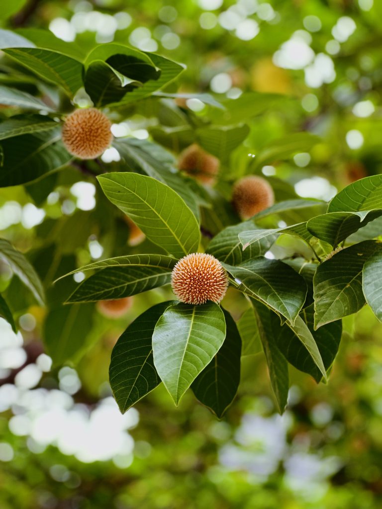 A Kadam Flower tree with lush green leaves