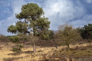 Two trees on the heath, with a man walking between them, cloudy sky and a forest in the background