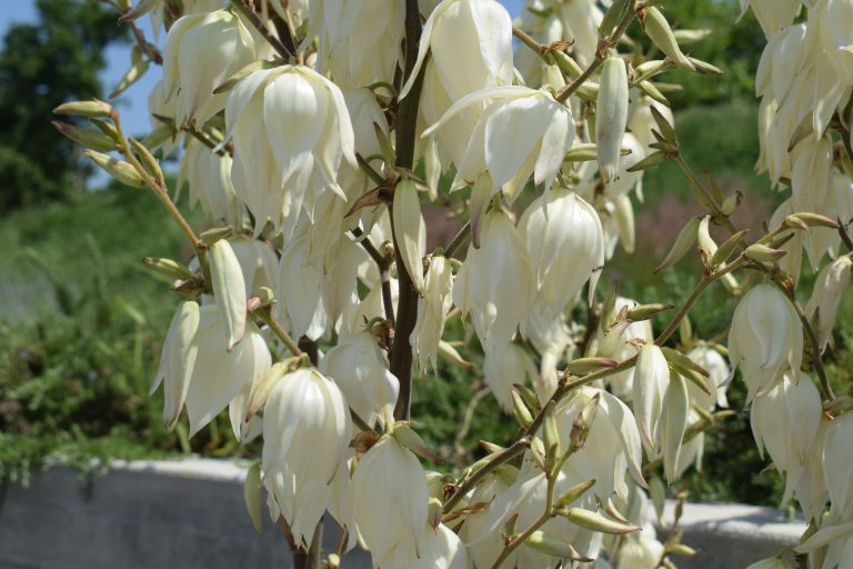 Group of white flowers.