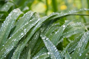 Close-up of green leaves of a daylily (Bot: Hemmerocallis) with countless drops of water after the rain and a blurred background.