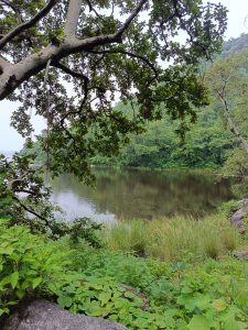 A beautiful natural scene of a lake surrounded by green forest. 