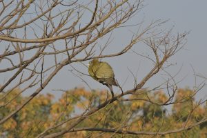 View larger photo: A green-yellow bird with a gray head perched on the branches of a leafless tree, with a clear blue sky and blurred foliage in the background.