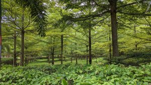 A lush forest scene with tall trees and abundant green foliage. Sunlight filters through the leaves, casting a dappled light on the forest floor filled with various plants and undergrowth.