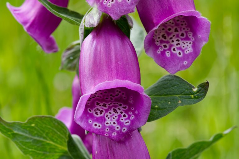 Close-up of a single flower of a pink foxglove (bot.: Digitalis purpurea).