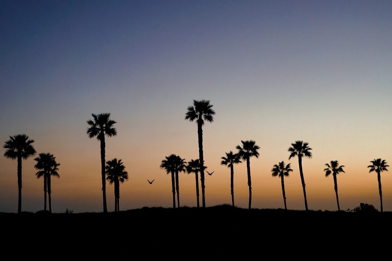 Sunset by the beach with palm tree silhouettes and some geese flying by.