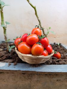 A basket filled with ripe red tomatoes placed on a concrete ledge next to potted tomato plants, with a cream-colored wall in the background.