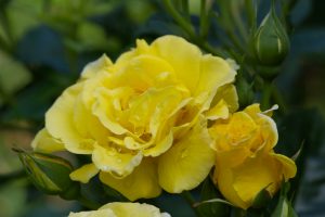 Close-up of yellow roses with dewdrops on their petals,