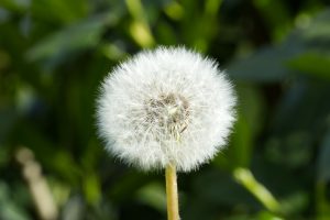 The fruit head of a dandelion (Taraxacum officinale) on blurred green background