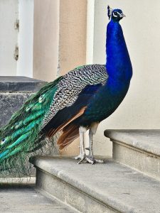 Close-up of a peahen from Waldstein Garden, Prague, Czech Republic.