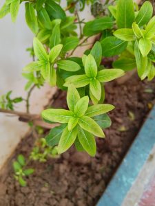 A close-up of a green plant with fresh, vibrant leaves growing in a garden bed.