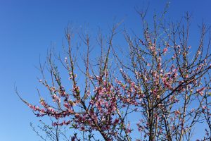 Almond tree starting to bloom, cutout over a deep blue sky

