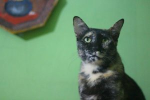 A close-up of a tortoiseshell cat with green eyes named June, sitting against a light green wall with a blurry multicolored decorative item in the background.
