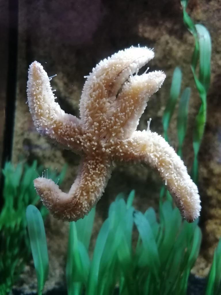 A starfish with a beige, bumpy texture is clinging to the glass of an aquarium. Green aquatic plants are visible in the background.