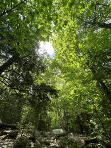 A dense forest with sunlight filtering through the green leaves of tall trees, illuminating the rocky forest floor.