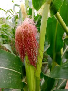 View larger photo: Maize cob flower