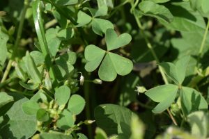 Group of green clovers. 