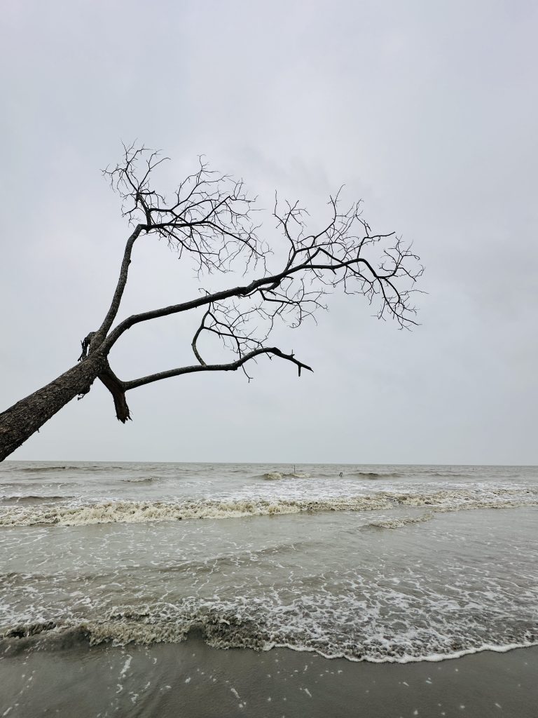 Dead tree over a beach under cloudy sky