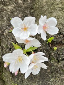 Cherry Flowers on stem of a tree.