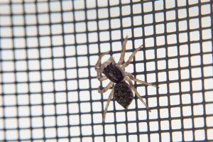 Macro photography of a tiny jumping spider hunting on a mosquito net