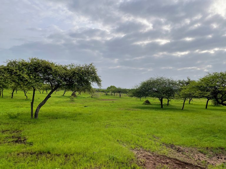 Green field, somewhere in Gir Forest.