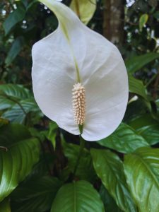 White peace lily flower (spathiphyllum)