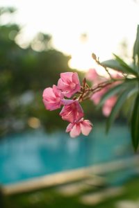  A bunch of 4 (four) pink oleander flowers with a blurred background.