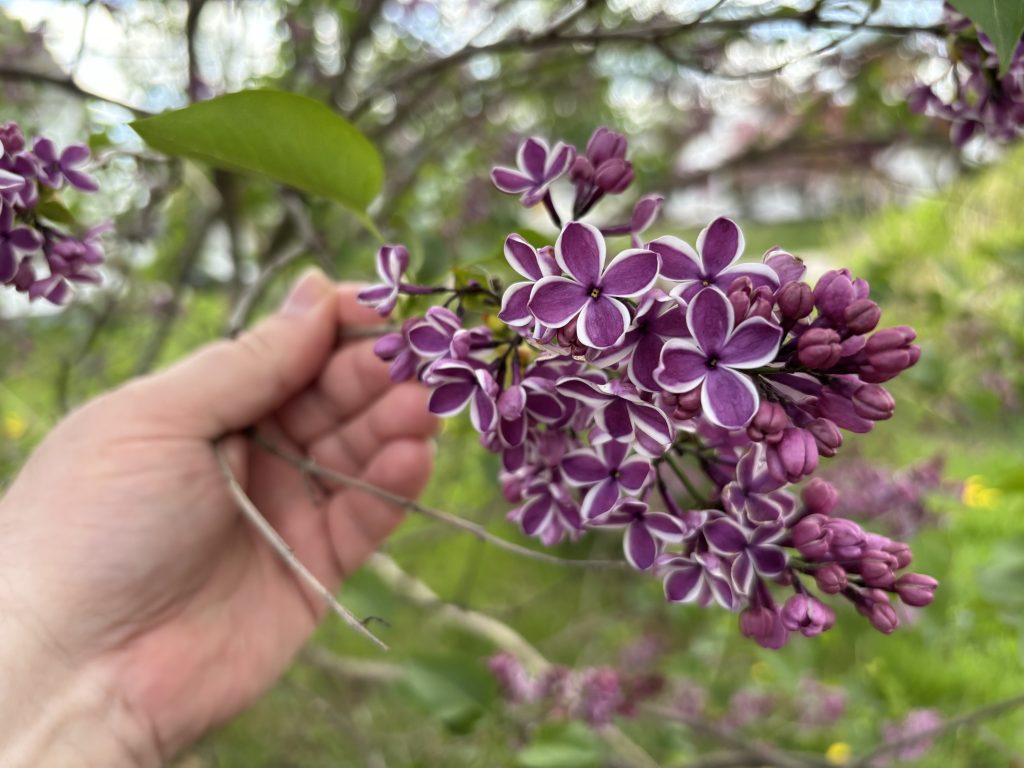 Japanese lilacs held in a hand