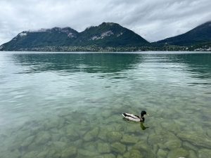 一只小鸭在安纳西湖清澈的湖水中悠闲地游泳，背景是群山和云朵。