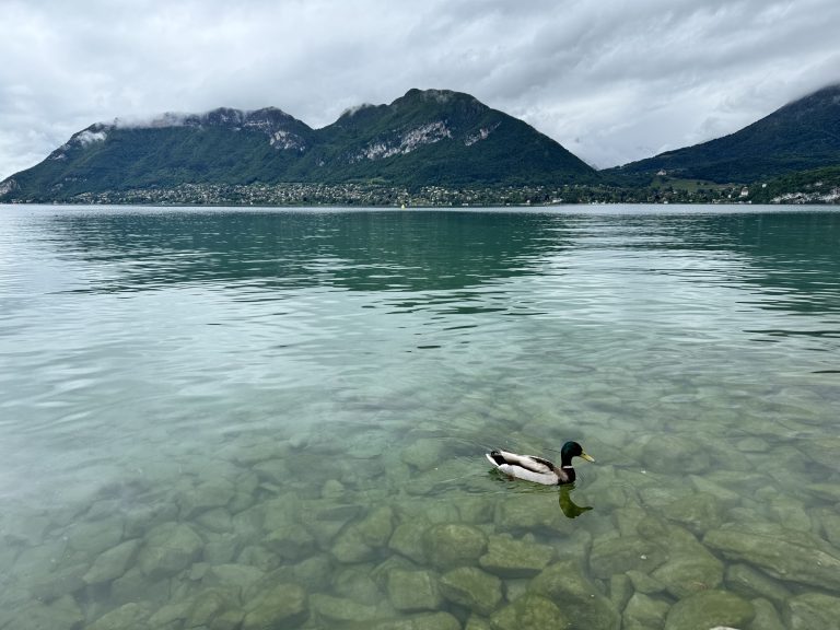 A duckling takes a leisurely swim in the crystal-clear waters of Lake Annecy with mountains and clouds in the background.