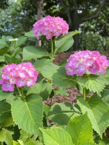 Pink hydrangea flowers 