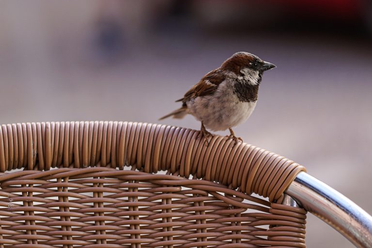 A sparrow with brown and white feathers is perched on the back of a woven wicker chair. The background is blurred, highlighting the bird and the chair.