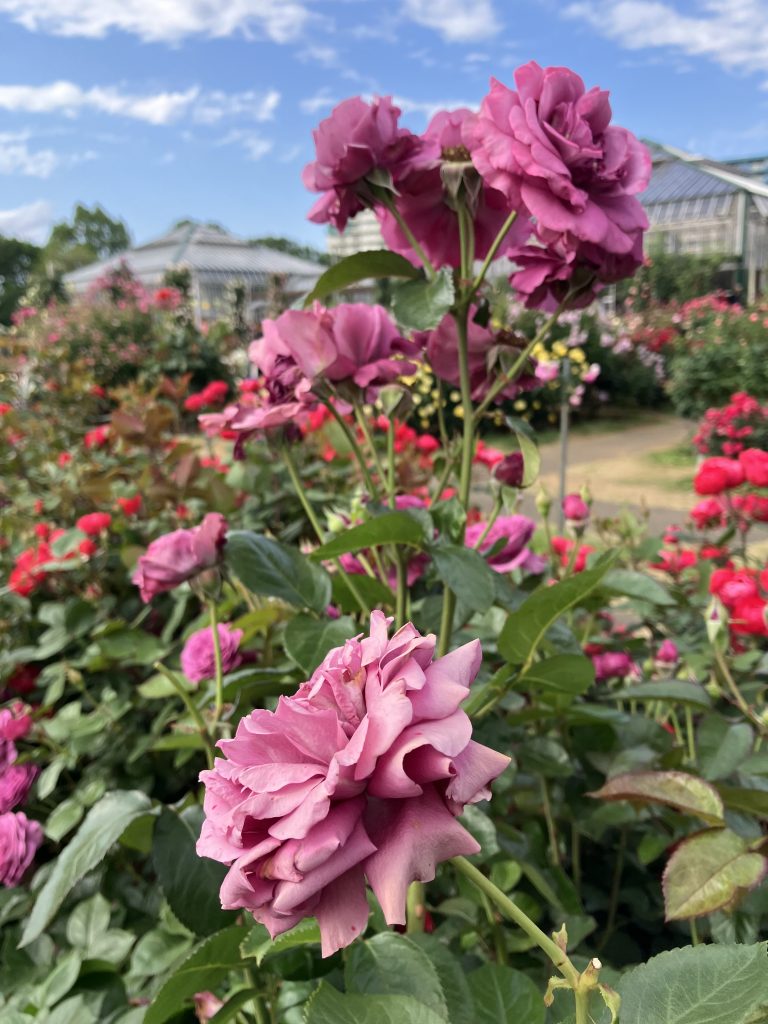 Close-up of vibrant pink roses in full bloom in a garden. The background shows more rose bushes with red and pink flowers, as well as greenhouse structures and a partly cloudy blue sky.