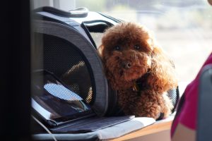 A small brown curly-haired dog peeking out from a gray pet carrier placed on a train seat, with a tablet partially visible in the foreground. 