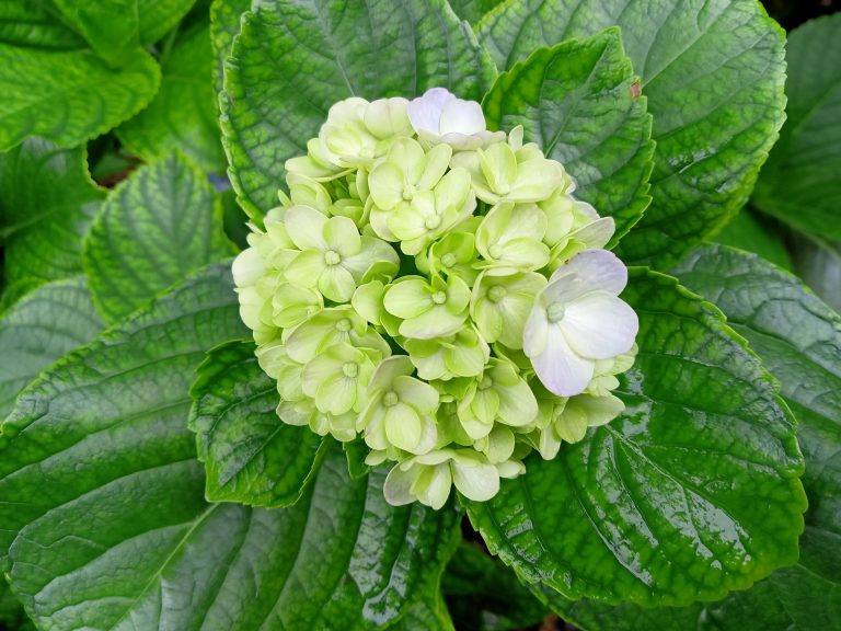 A white hydrangea flower against green leaves