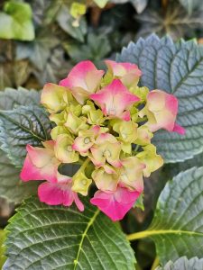 Just before the blossom. Buds & flowers of Pink colour Hydrangea. From Vienna, Austria.