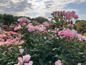 A garden filled with blooming pink knock out roses under a partly cloudy sky, with trees and greenery in the background.