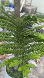 A close-up view of the leaves and branches of a conifer, with a blurred background of a garden or outdoor area.