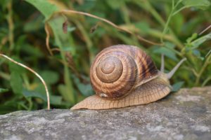 A close up of the snail spiral shell.