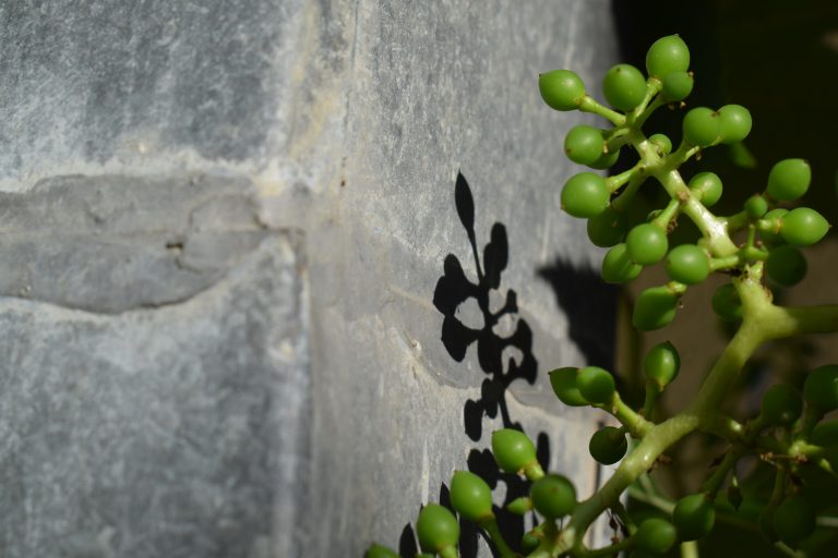 A close-up of a green plant with small, round buds casting a shadow on a rough, gray stone surface.