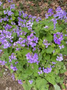 A cluster of vibrant purple flowers with green leaves growing on a garden bed with soil and some fallen leaves around.