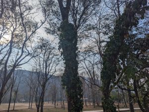 Trees in a field. There is a mountain in the background.