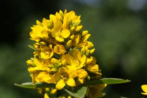 Close-up of the yellow flowers of the Loosestrife, Lysimachia vulgaris.