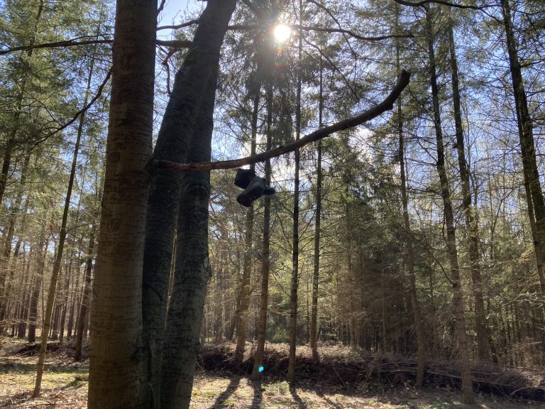 Shoes hang on a tree branch in a forested area. The sun shines down through the tree branches.