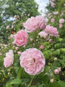 Light pink rose flowers 