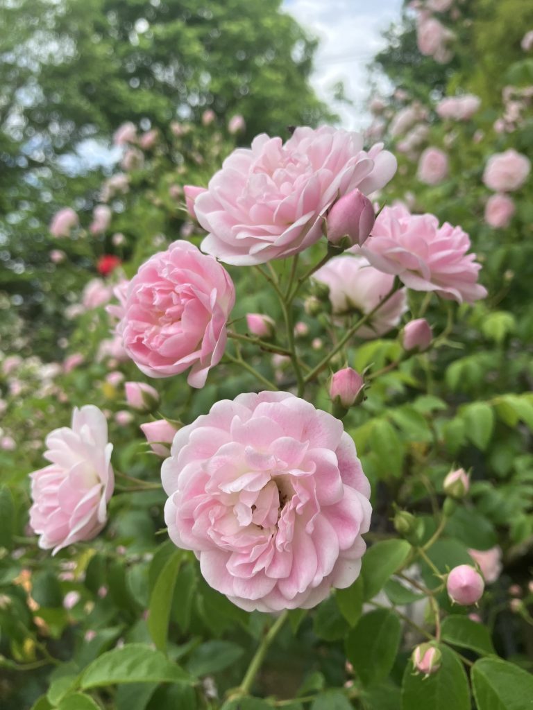 Light pink rose flowers