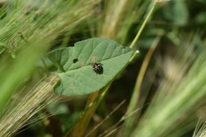 View larger photo: A small black and yellow spotted bug on a green leaf surrounded by foliage.