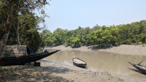 Three wooden boats are resting by the bank of a calm river, surrounded by lush green trees. The boats are sitting on the muddy shore, with one boat partially covered by a tarp.