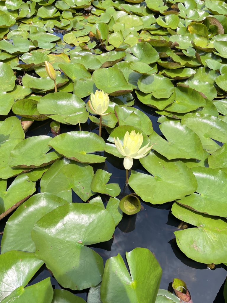 A pond with numerous green lily pads floating on the water surface, featuring several yellow water lilies in various stages of bloom.