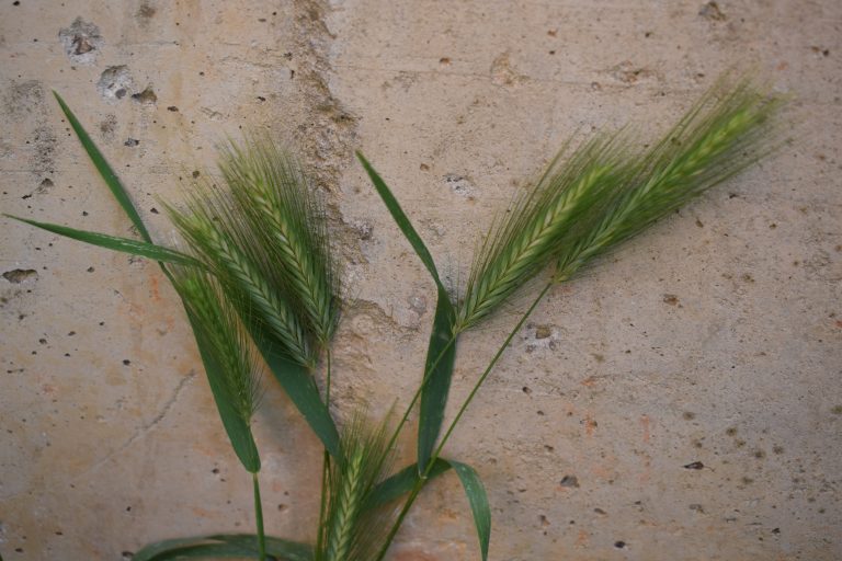 Green stalks of wheat grass against a rough, textured concrete wall.