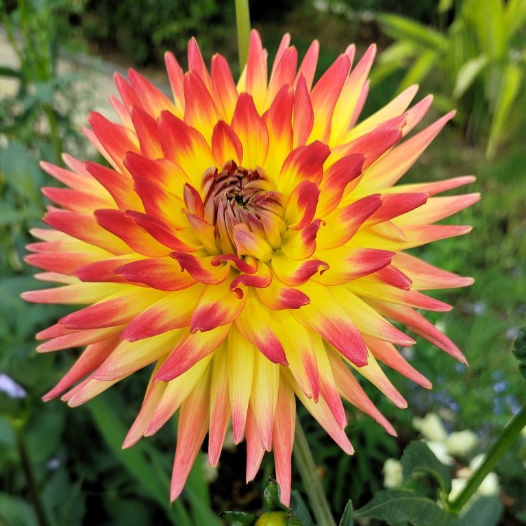 Dahlia flower – red and yellow